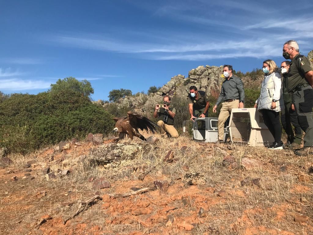 Suelta de buitres leonados en la Sierra de Alcaraz Suelta de buitres leonados en la Sierra de Alcaraz