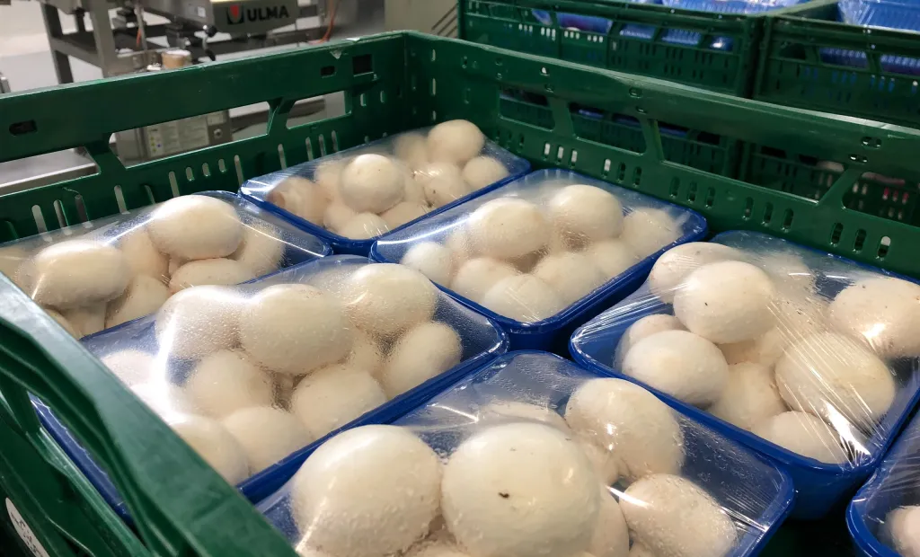 Champiñones envasados en industria agroalimentaria