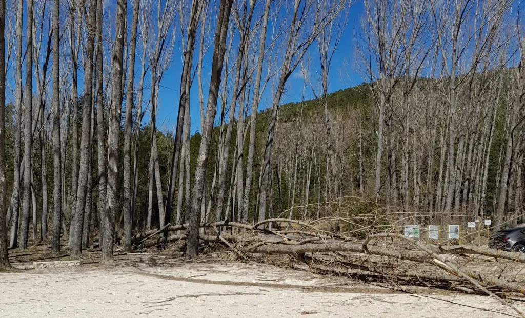 Chopos caídos en la zona de aparcamiento del Nacimiento del Río Cuervo, en Cuenca.