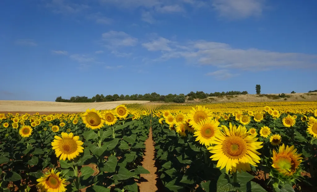 El IRIAF pone en marcha una nueva campaña de ensayos de girasol para evaluar 50 variedades en condiciones reales de cultivo