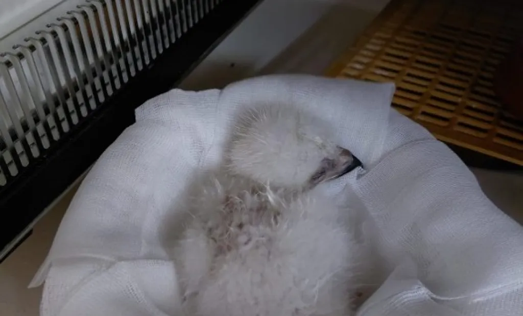 Adopción con éxito de un pollo de águila imperial ibérica en un nido silvestre