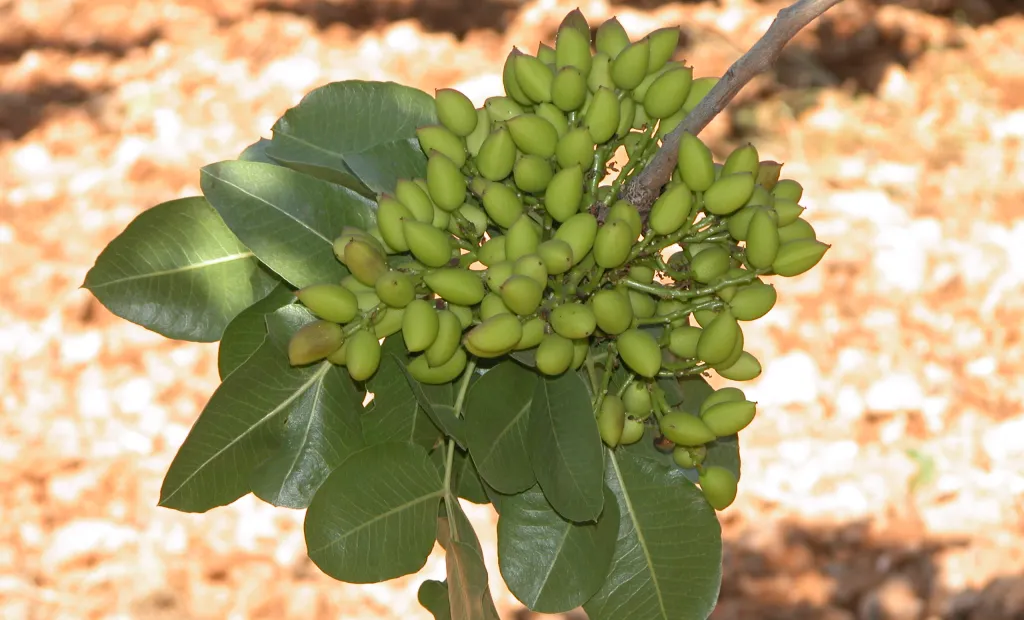 El IRIAF pone a disposición del sector un servicio de identificación varietal de pistachero a partir de este martes