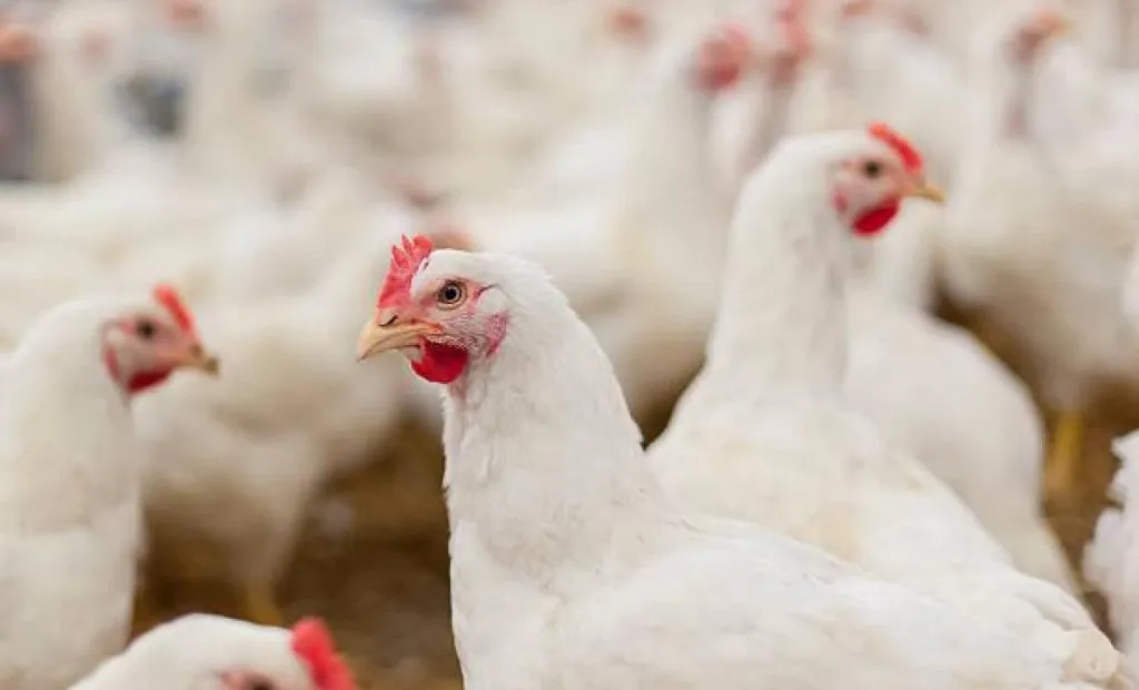 La Consejería de Agricultura confirma la presencia de la enfermedad de Newcastle en una explotación de pollos de carne en Casas de Juan Núñez