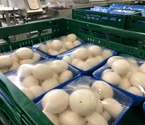 Champiñones envasados en industria agroalimentaria