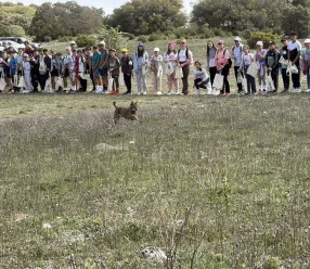 El Gobierno regional da un paso más en sus programas de recuperación del lince con la traslocación de ejemplares tras la notable evolución de la reintroducción de la especie