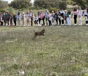 El Gobierno regional da un paso más en sus programas de recuperación del lince con la traslocación de ejemplares tras la notable evolución de la reintroducción de la especie