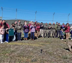 Castilla-La Mancha, con 1.051 ejemplares, es de nuevo la comunidad con más linces de la Península Ibérica