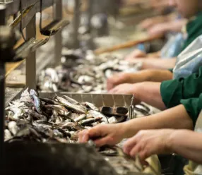 El Gobierno regional apoya con un millón de euros a las empresas de transformación y comercialización de productos de pesca y acuicultura