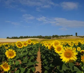 El IRIAF pone en marcha una nueva campaña de ensayos de girasol para evaluar 50 variedades en condiciones reales de cultivo