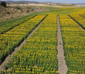 El IRIAF pone en marcha una nueva campaña de ensayos de girasol para evaluar 50 variedades en condiciones reales de cultivo