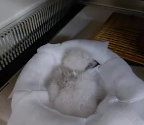 Adopción con éxito de un pollo de águila imperial ibérica en un nido silvestre