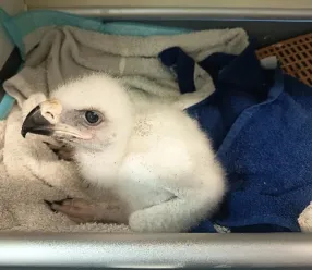 Adopción con éxito de un pollo de águila imperial ibérica en un nido silvestre