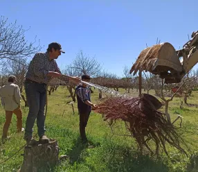 Cultivo de pistacho