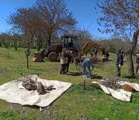 Cultivo de pistacho