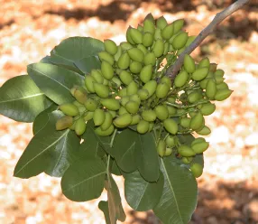 El IRIAF pone a disposición del sector un servicio de identificación varietal de pistachero a partir de este martes