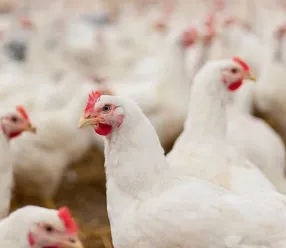 La Consejería de Agricultura confirma la presencia de la enfermedad de Newcastle en una explotación de pollos de carne en Casas de Juan Núñez