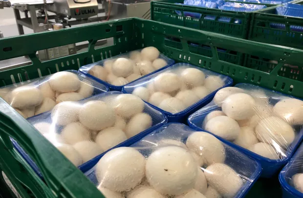 Champiñones envasados en industria agroalimentaria
