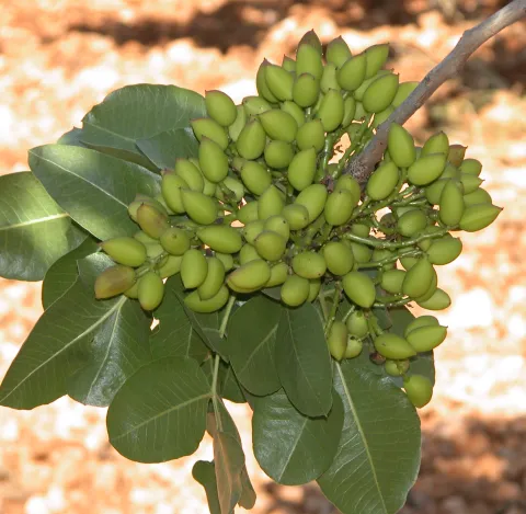 El IRIAF pone a disposición del sector un servicio de identificación varietal de pistachero a partir de este martes