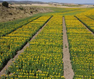 El IRIAF pone en marcha una nueva campaña de ensayos de girasol para evaluar 50 variedades en condiciones reales de cultivo