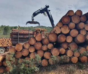 El Gobierno de Castilla-La Mancha sigue impulsando la modernización del sector forestal con 2,4 millones de euros en ayudas a inversiones productivas
