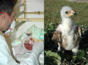 Ejemplar de águila imperial ibérica reproducida en cautividad mediante técnicas de reproducción asistida