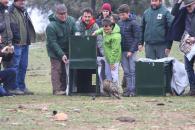 El Gobierno regional ha reintroducido, con los dos ejemplares de hoy, 70 linces ibéricos en Castilla-La Mancha a través del proyecto Life+Iberlince