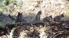 El Gobierno de Castilla-La Mancha publica las nuevas zonas de presencia estable y reproductora para el lince ibérico