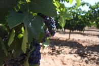 Castilla-La Mancha solicita la ampliación del periodo de solicitud única de las ayudas de la PAC hasta el 15 de junio por la situación excepcional actual