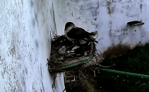 Nacen dos pollos de águila perdicera en CERI de Sevilleja de la Jara, siendo el tercer año que se produce la cría en cautividad mediante fecundación natural en este centro 