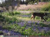Técnicos, veterinarios y agentes medioambientales rescatan un lince ibérico en la fábrica de cemento Lafarge en Villaluenga de la Sagra