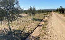 Los alergólogos pronostican una primavera atípica en Castilla-La Mancha con niveles elevados de gramíneas y menos polinización del olivo