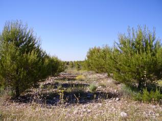 Forestación de tierras agrícolas