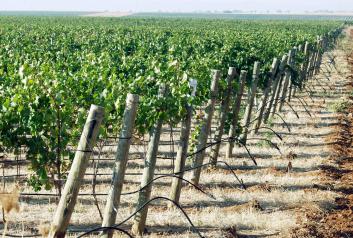 Datos del Registro Vitícola de Castilla-La Mancha 