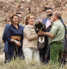 Cospedal participa en la liberación de un águila real en Almonacid de Toledo