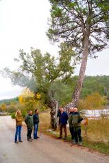 Visita de Manuel Miranda al Pino Carrasco en la localidad de Peñascosa