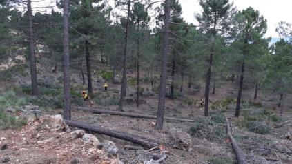 Tratamientos selvícolas en la provincia de Albacete