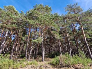 El Gobierno de Castilla-La Mancha organiza diversas actividades en los espacios naturales para celebrar el Día Internacional de los Bosques 