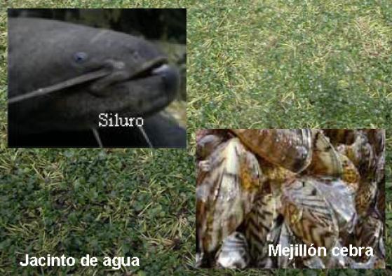 Especies exoticas invasoras Especies exoticas invasoras