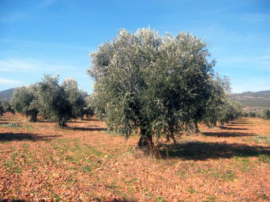 Imagen de un olivar.