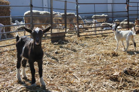 El Gobierno de Castilla-La Mancha abona este viernes otros 11,5 millones de euros más de ayudas asociadas de la PAC a agricultores y ganaderos 