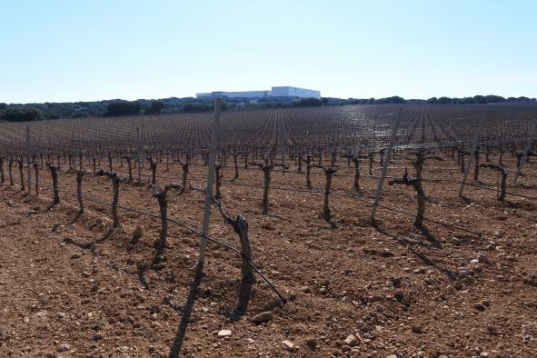Más de 27.700 agricultores y ganaderos de Ciudad Real reciben 96 millones de euros del anticipo del pago de la PAC