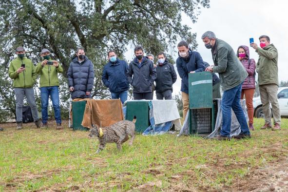 Suelta de águilas y linces en la finca ‘El Borril’