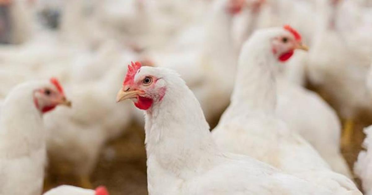 Detectada la enfermedad de Newcastle en una granja de pollos en Casas de Juan Núñez, Albacete