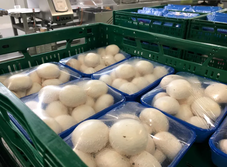 Champiñones envasados en industria agroalimentaria