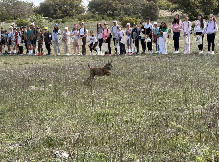 El Gobierno regional da un paso más en sus programas de recuperación del lince con la traslocación de ejemplares tras la notable evolución de la reintroducción de la especie