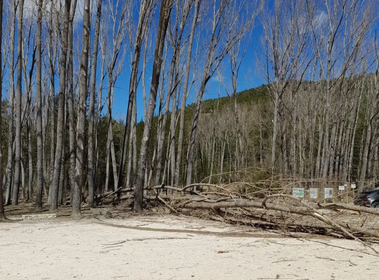Chopos caídos en la zona de aparcamiento del Nacimiento del Río Cuervo, en Cuenca.