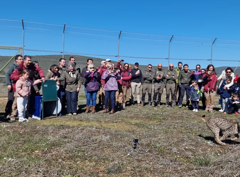 Castilla-La Mancha, con 1.051 ejemplares, es de nuevo la comunidad con más linces de la Península Ibérica