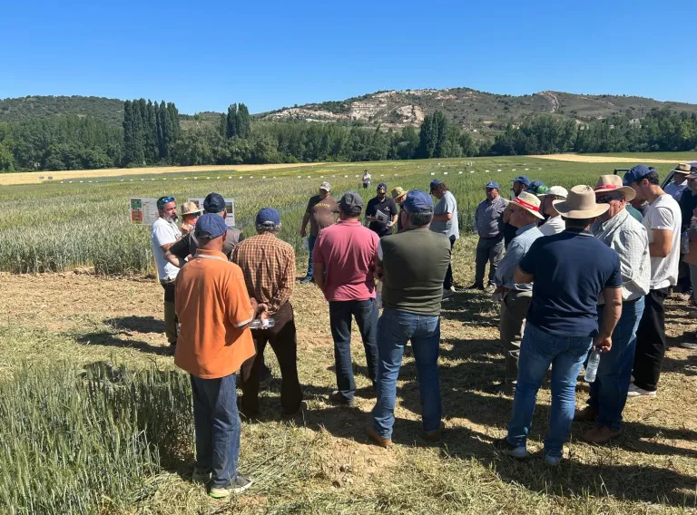 Campos de ensayo agrícola en Espinosa de Henares