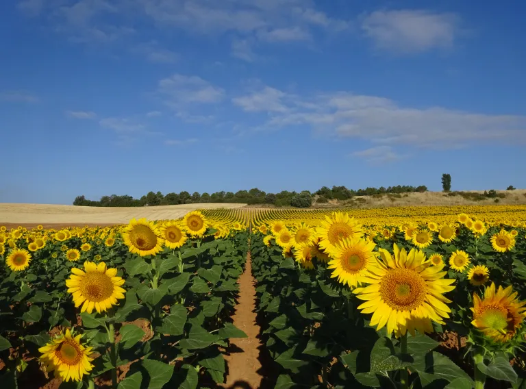 El IRIAF pone en marcha una nueva campaña de ensayos de girasol para evaluar 50 variedades en condiciones reales de cultivo
