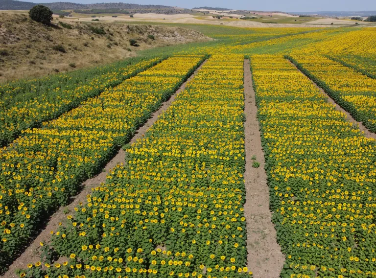 El IRIAF pone en marcha una nueva campaña de ensayos de girasol para evaluar 50 variedades en condiciones reales de cultivo